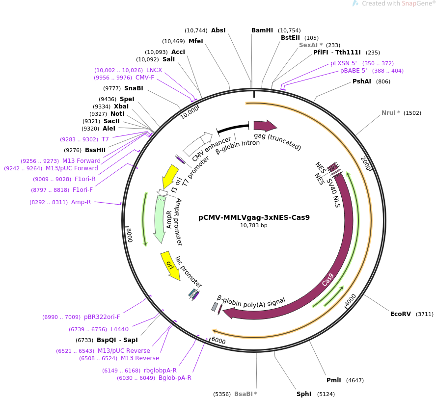 pCMV-MMLVgag-3xNES-Cas9
