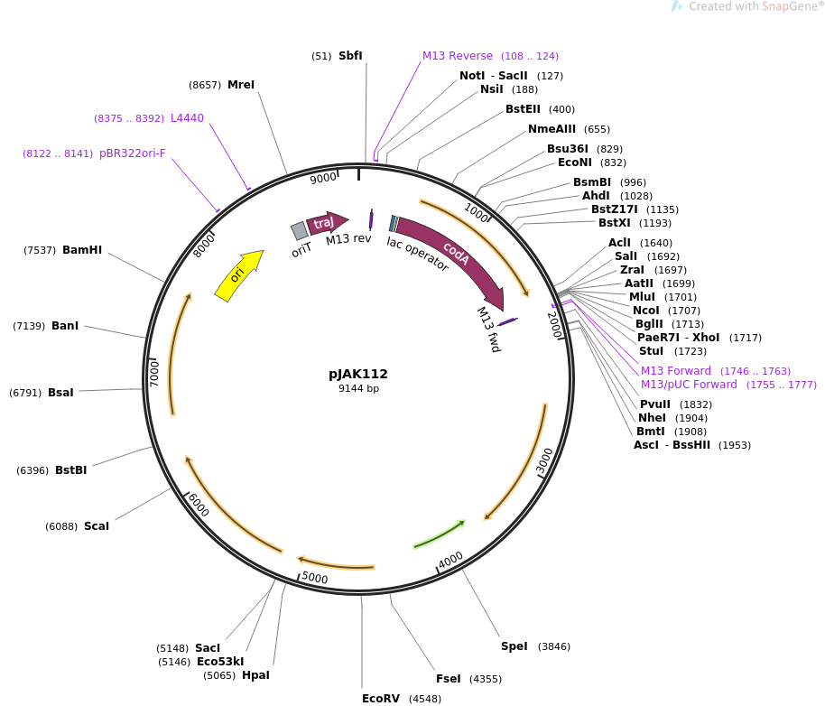 pLenti-pJAK112质粒图谱