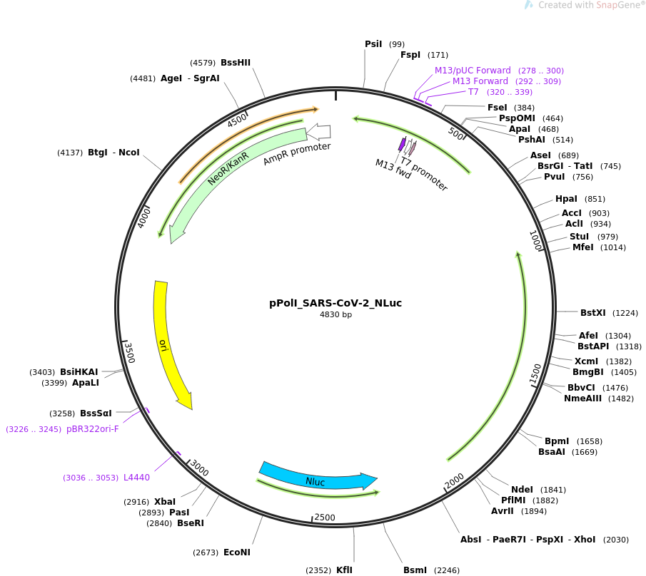 pPolI_SARS-CoV-2_NLuc质粒图谱