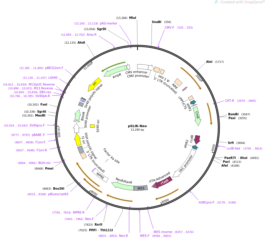 pSLIK-Neo质粒图谱
