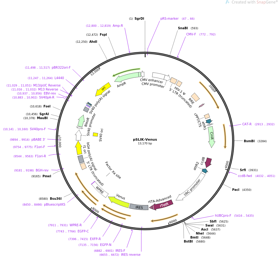 pBR322-PVCpnf17-22质粒图谱