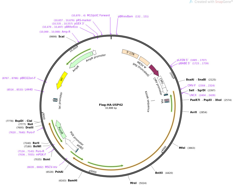 Flag-HA-USP42质粒图谱