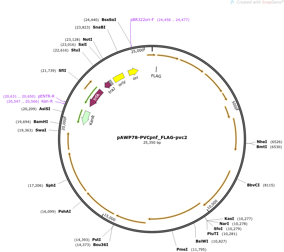 pAWP78-PVCpnf_FLAG-pvc2