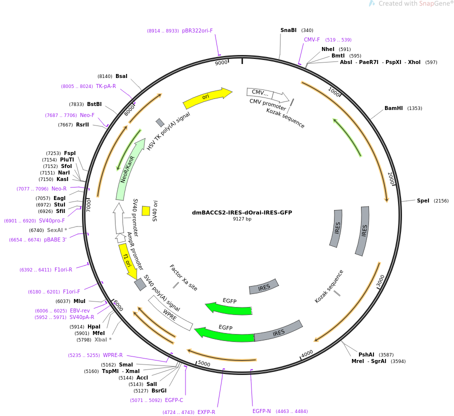 dmBACCS2-IRES-dOrai-IRES-GFP载体图谱
