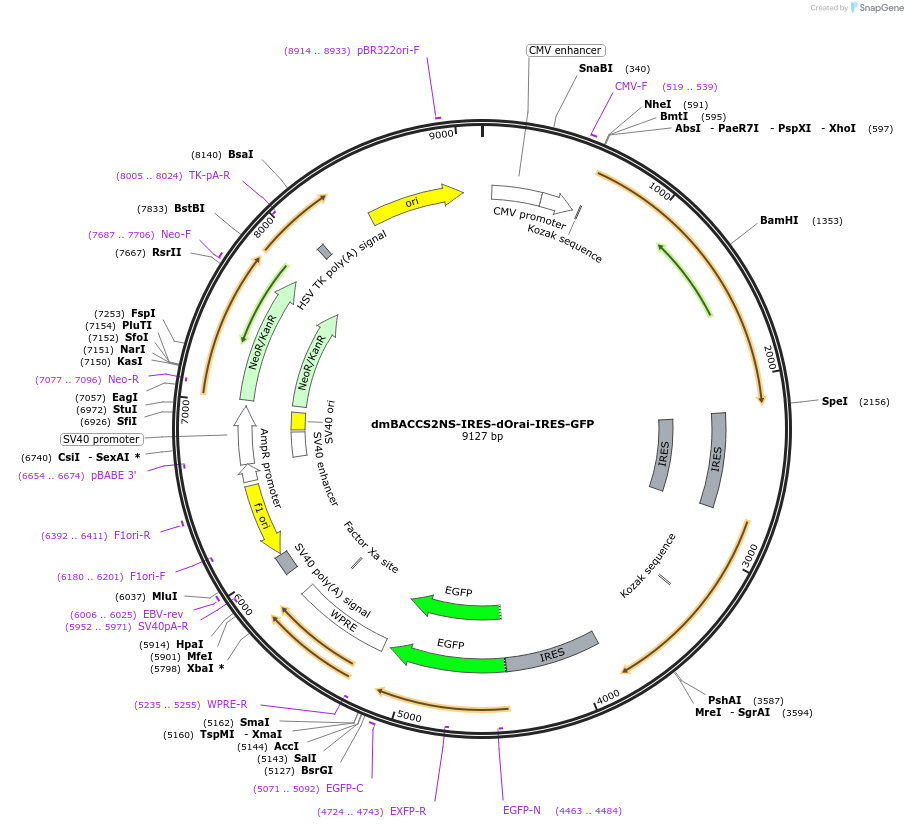 dmBACCS2NS-IRES-dOrai-IRES-GFP载体图谱