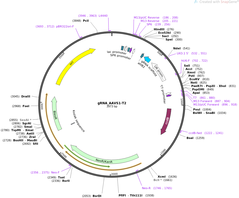 gRNA_AAVS1-T2质粒图谱