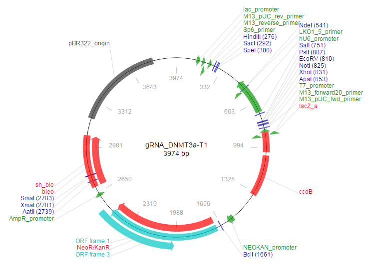 gRNA_DNMT3a-T1载体图谱