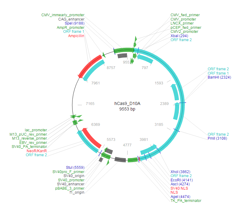 hCas9_D10A载体图谱