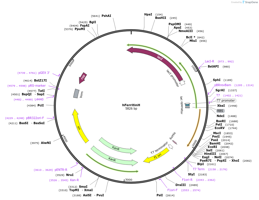 hFerritinH载体图谱