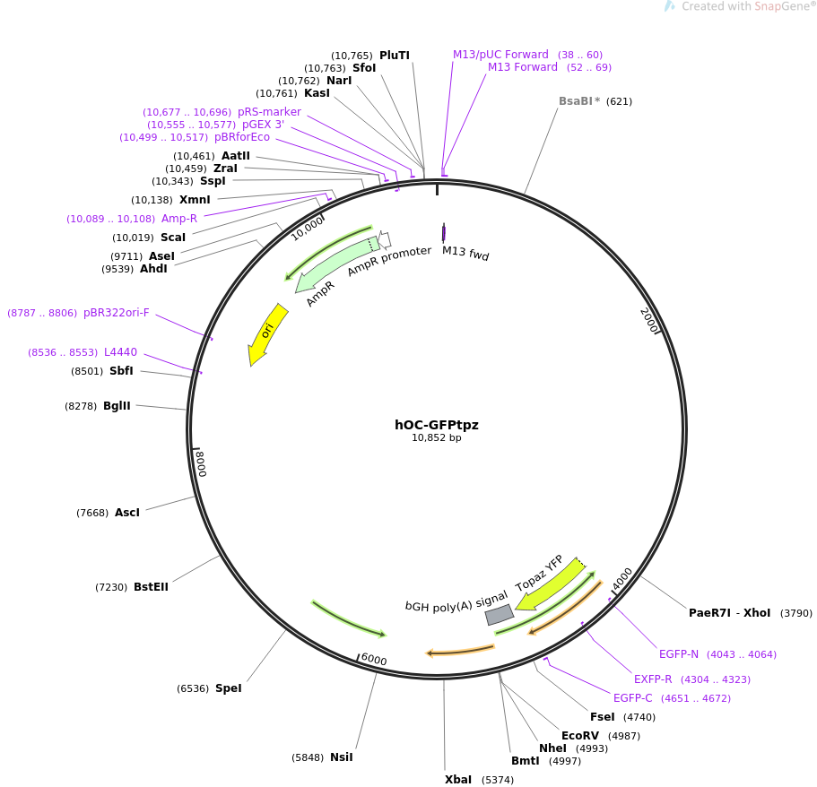 hOC-GFPtpz质粒图谱