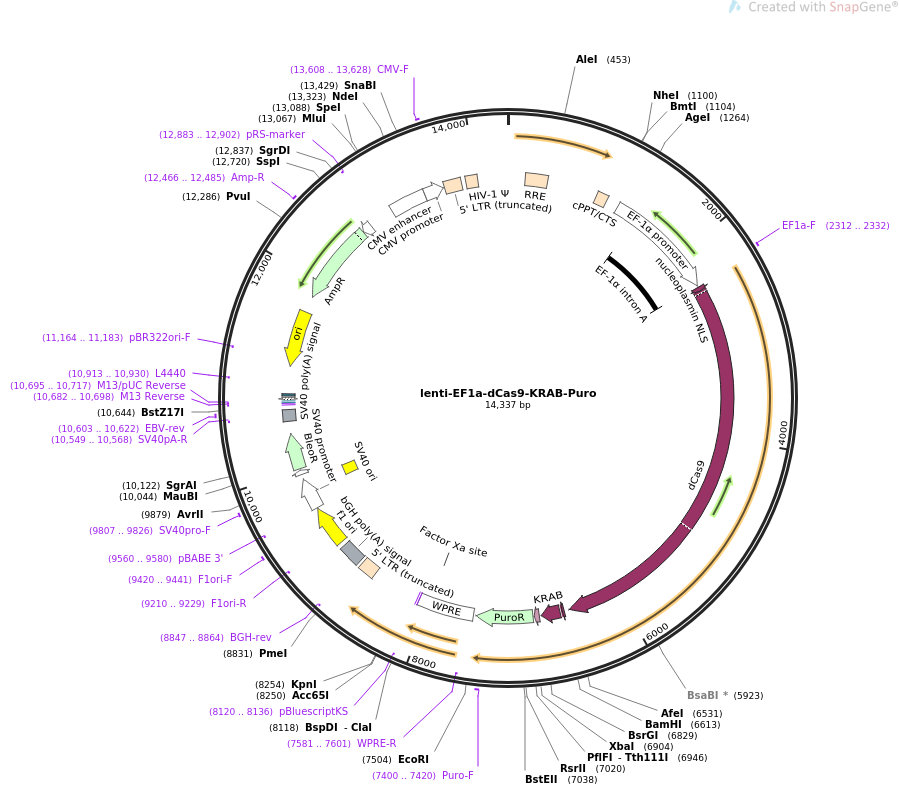 lenti-EF1a-dCas9-KRAB-Puro质粒图谱