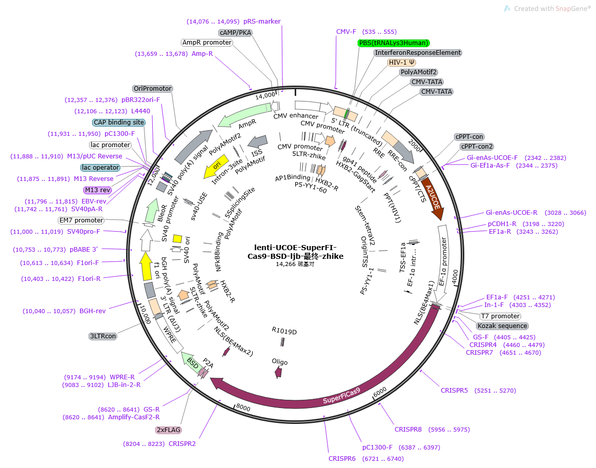 lenti-UCOE-SuperFI-Cas9-BSD载体图谱