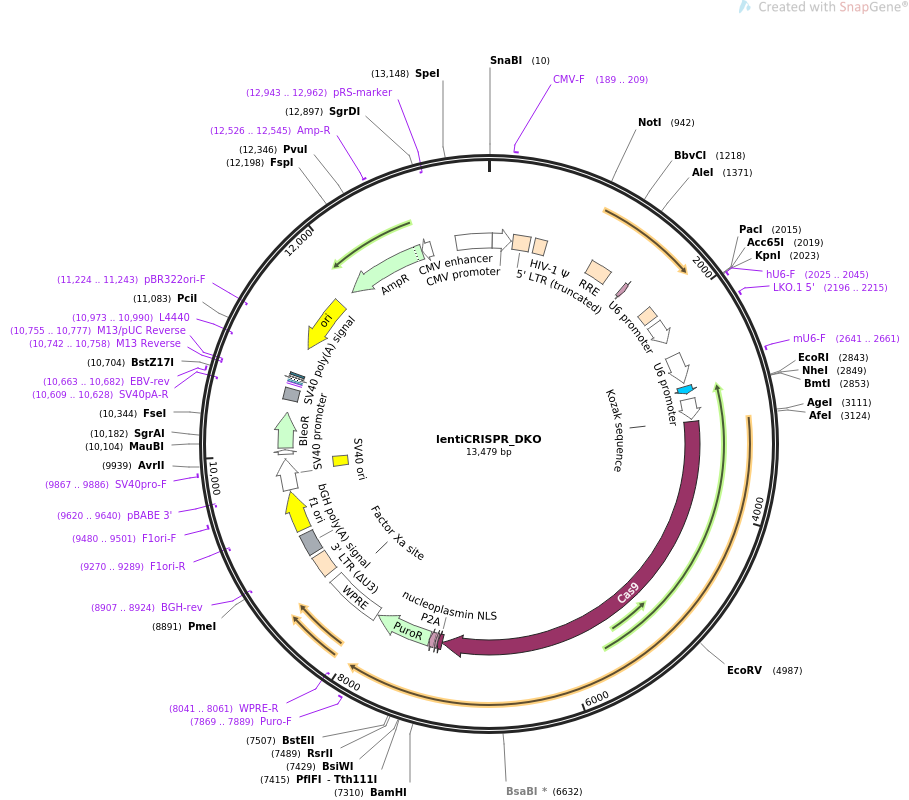 lentiCRISPR_DKO载体图谱