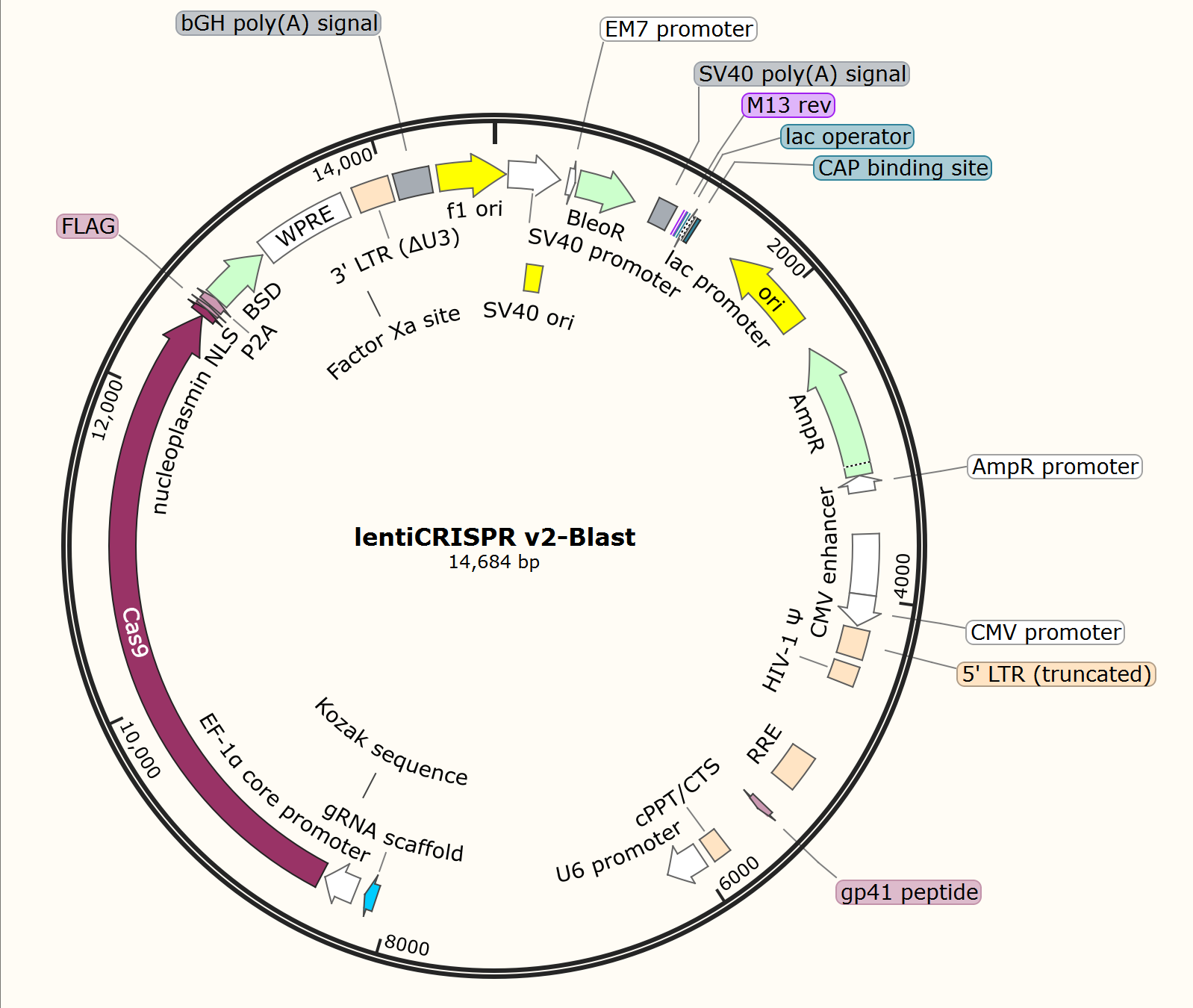 lentiCRISPRv2-blast载体图谱
