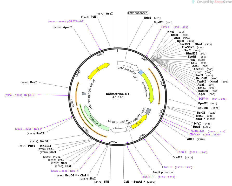 mAmetrine-N1载体图谱