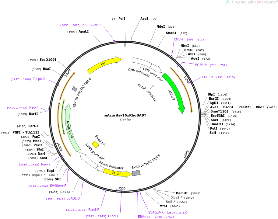 mAzurite-16xRhoBAST载体图谱