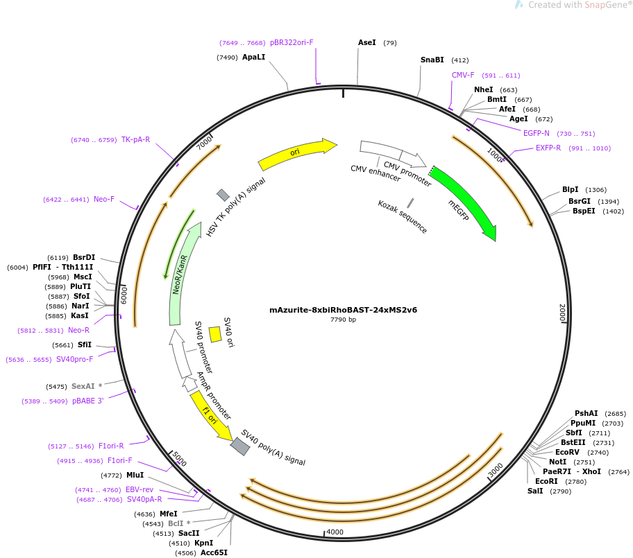 mAzurite-8xbiRhoBAST-24xMS2v6载体图谱