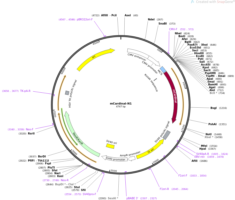 mCardinal-N1质粒图谱