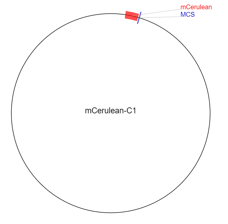 mCerulean-C1载体图谱
