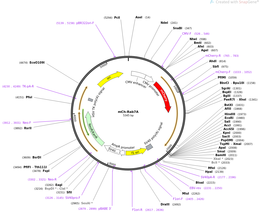 mCh-Rab7A载体图谱