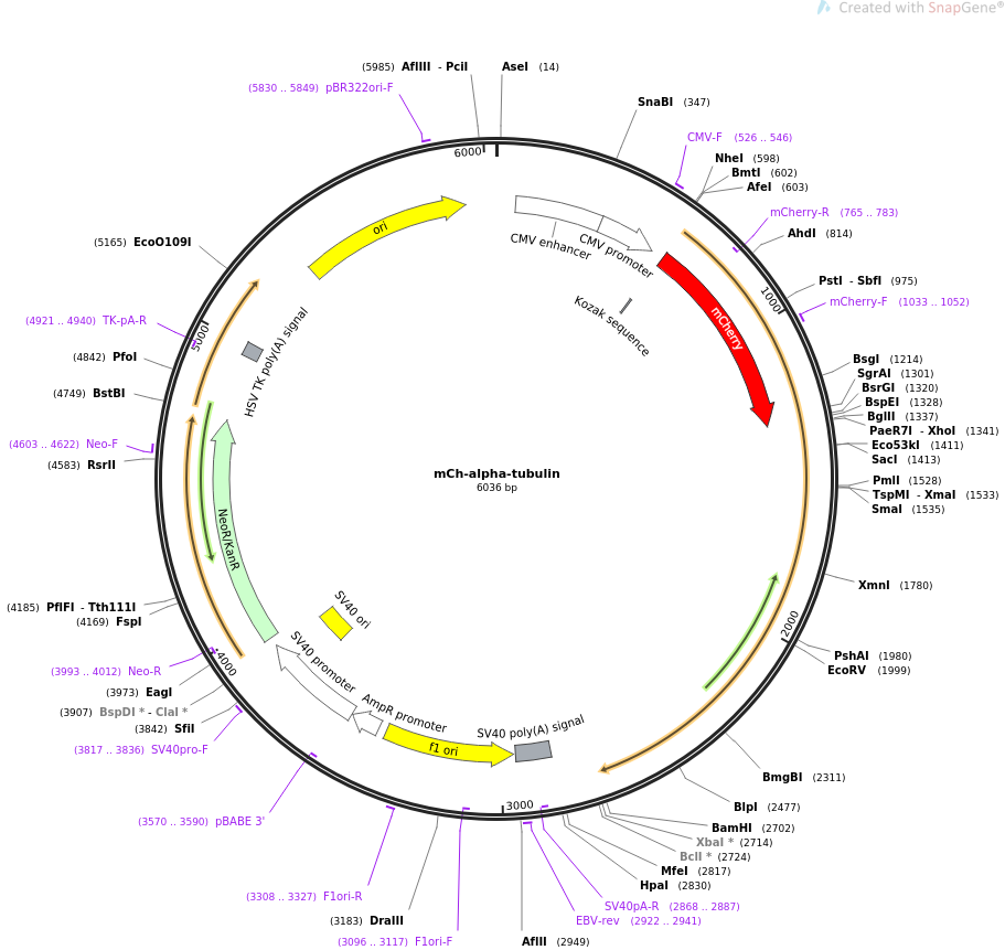 mCh-alpha-tubulin质粒图谱