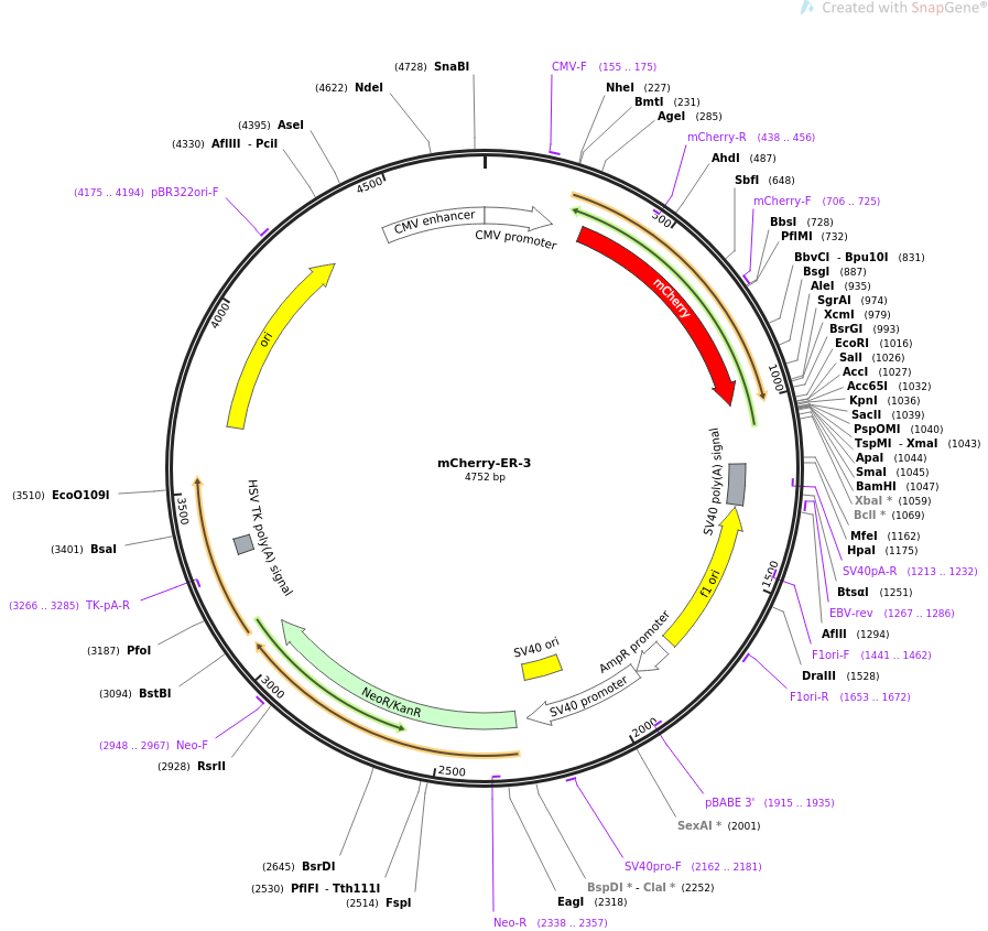mCherry-ER-3载体图谱