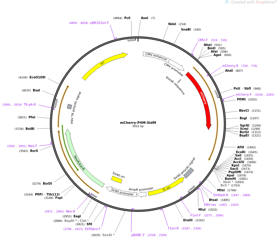 mCherry-P4M-SidM质粒图谱
