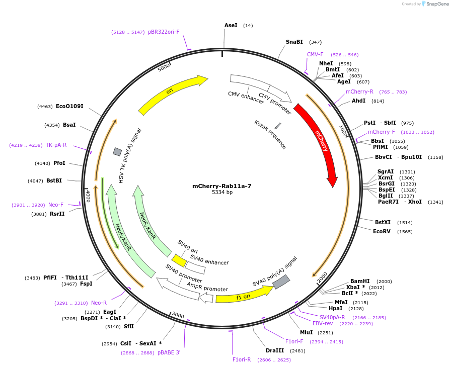 mCherry-Rab11a-7载体图谱
