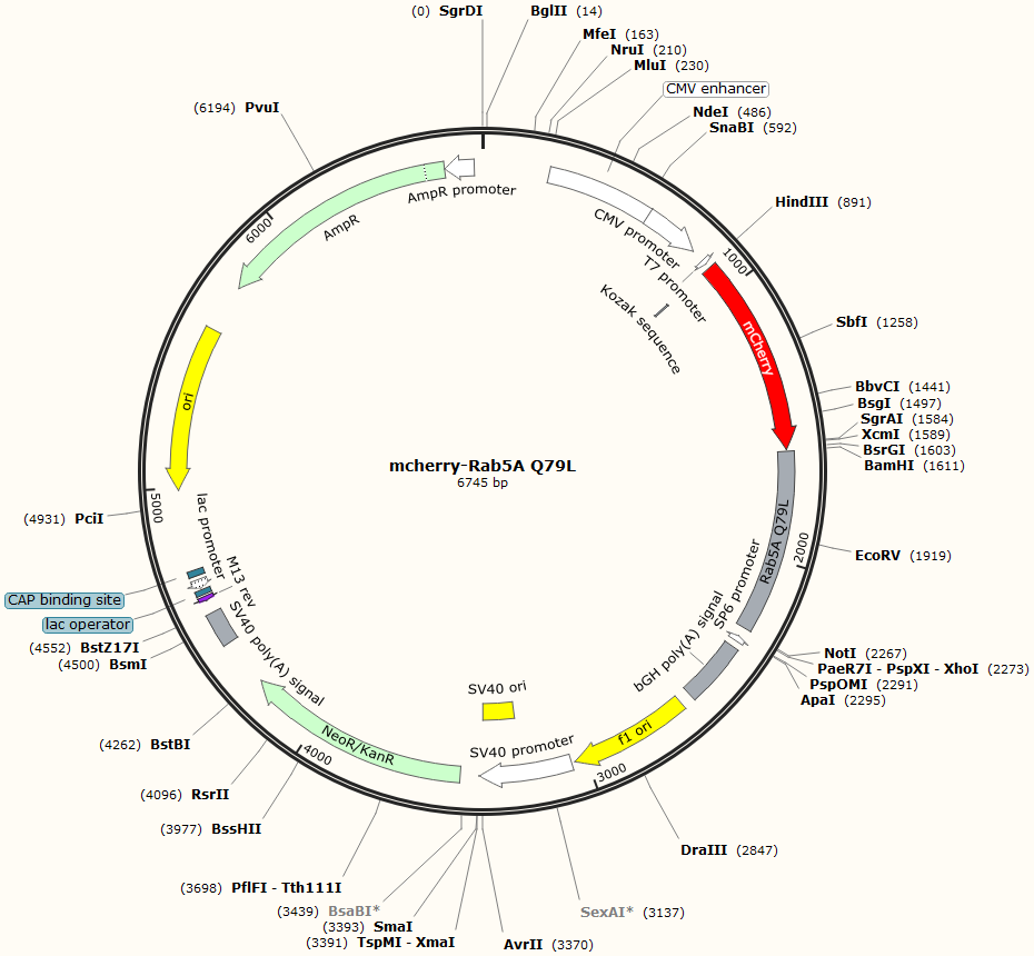 EGFP-Rab5A Q79L质粒图谱