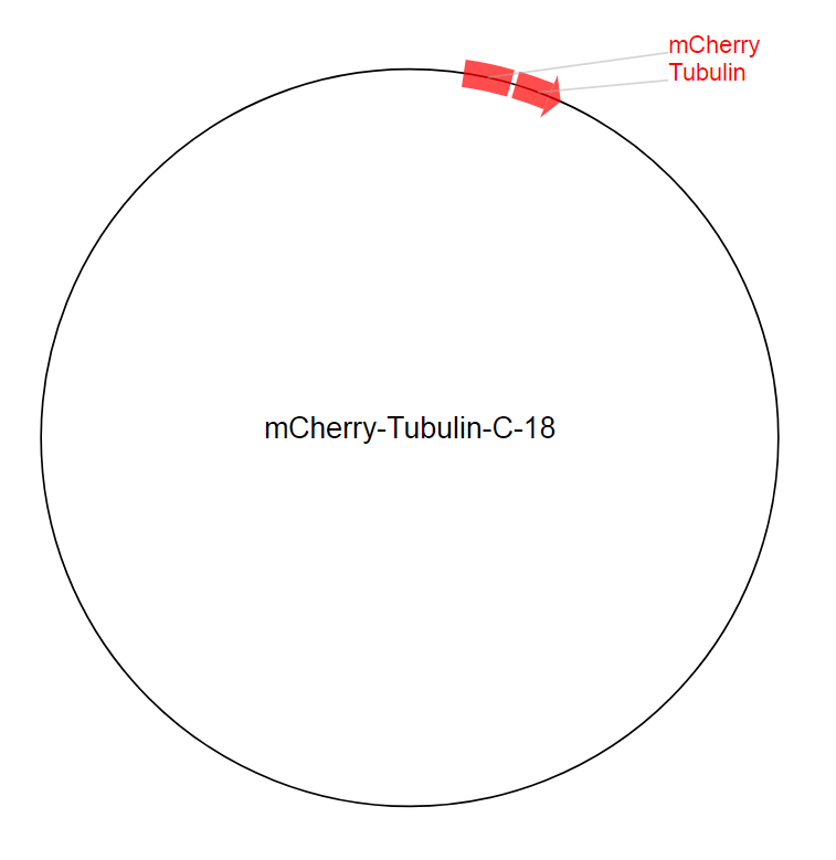 mCherry-Tubulin-C-18质粒图谱