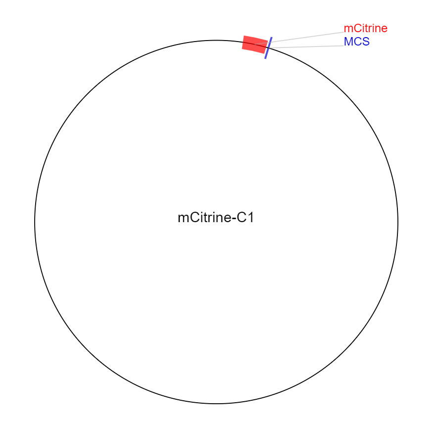mCitrine-C1质粒图谱