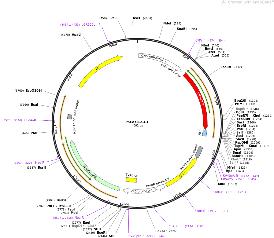 mEos3.2-C1质粒图谱