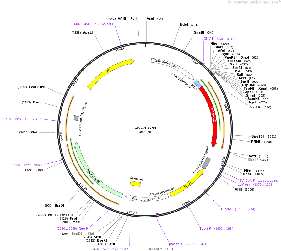mEos3.2-N1质粒图谱