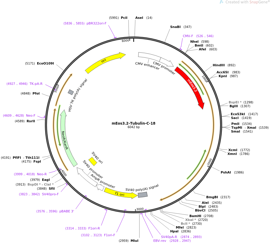 mEos3.2-Tubulin-C-18质粒图谱