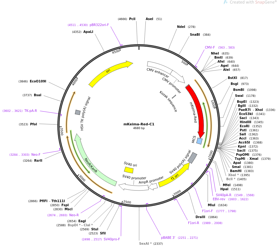 mKeima-Red-C1质粒图谱