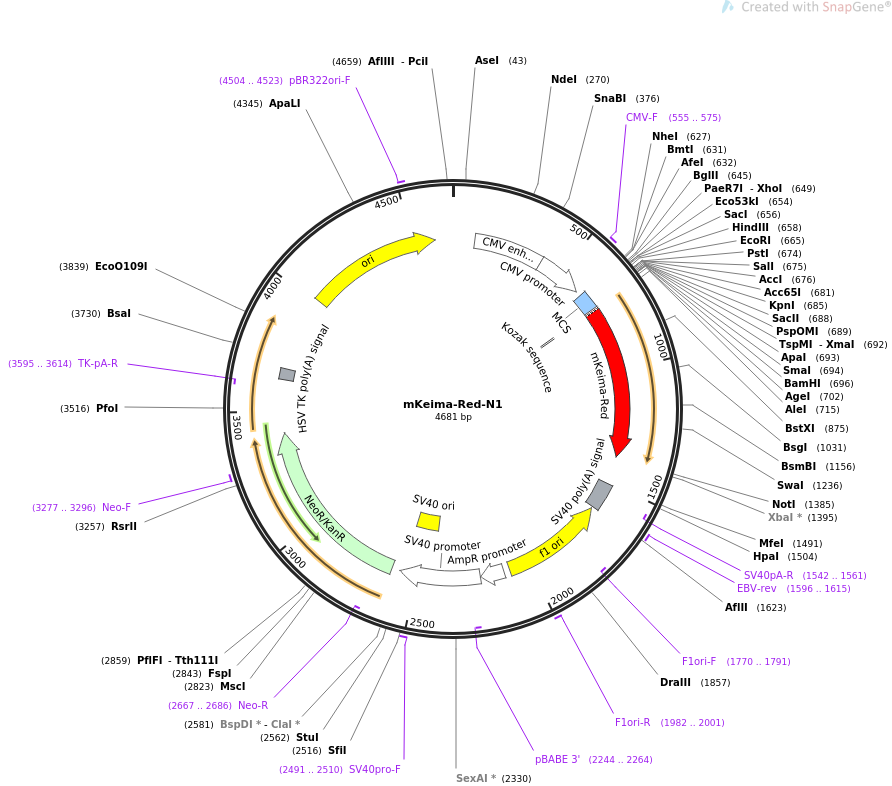 mKeima-Red-N1质粒图谱