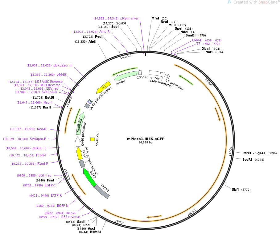 mPiezo1-IRES-eGFP质粒图谱