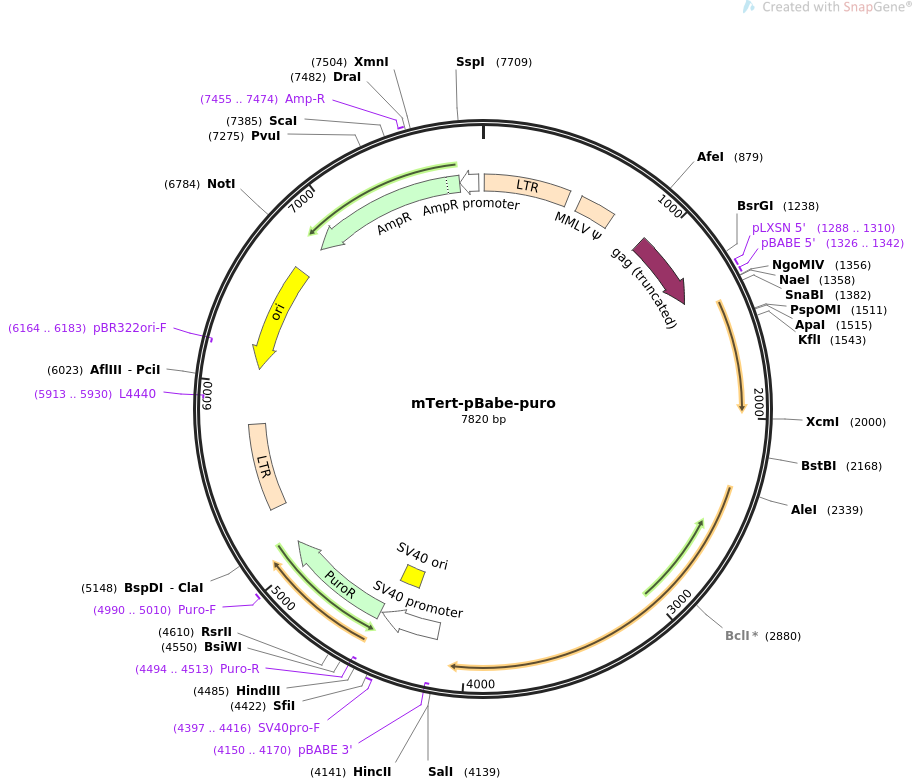 mTert-pBabe-puro质粒图谱