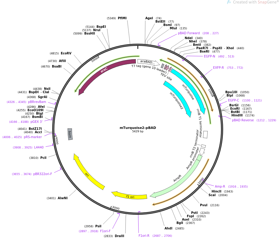 mTurquoise2-pBAD质粒图谱