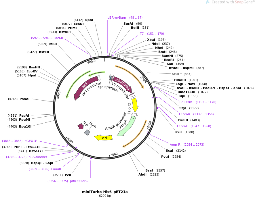 miniTurbo-His6_pET21a质粒图谱
