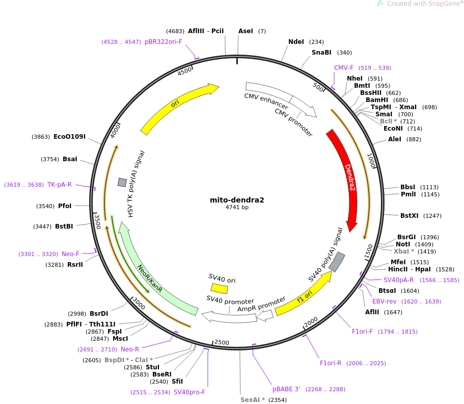mito-dendra2质粒图谱