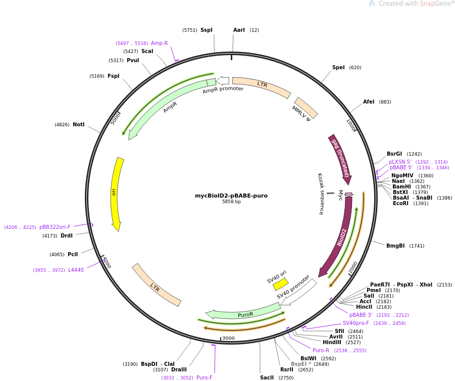 mycBioID2-pBABE-puro质粒图谱