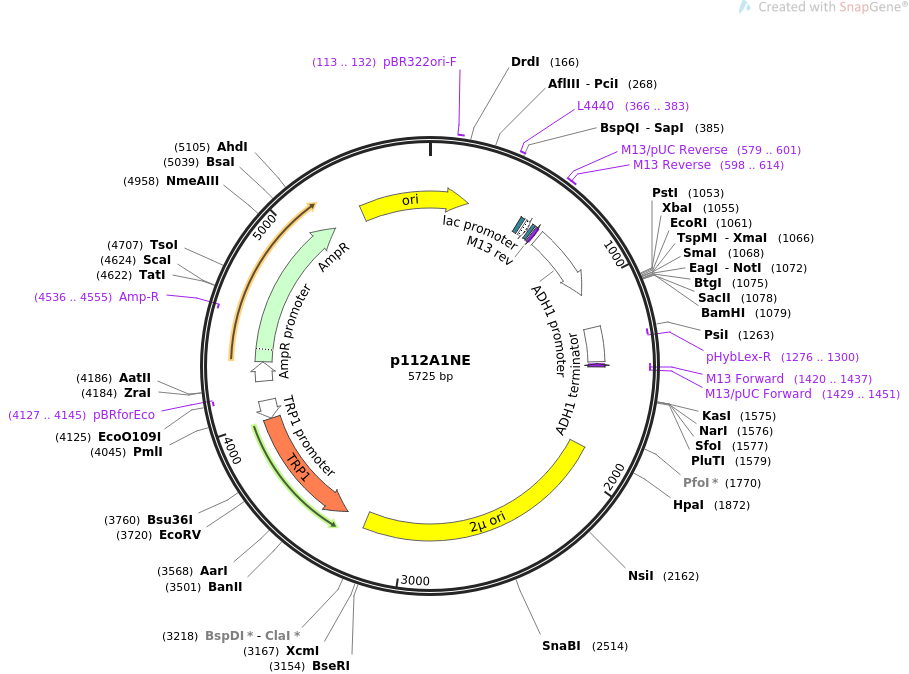 p112A1NE载体图谱