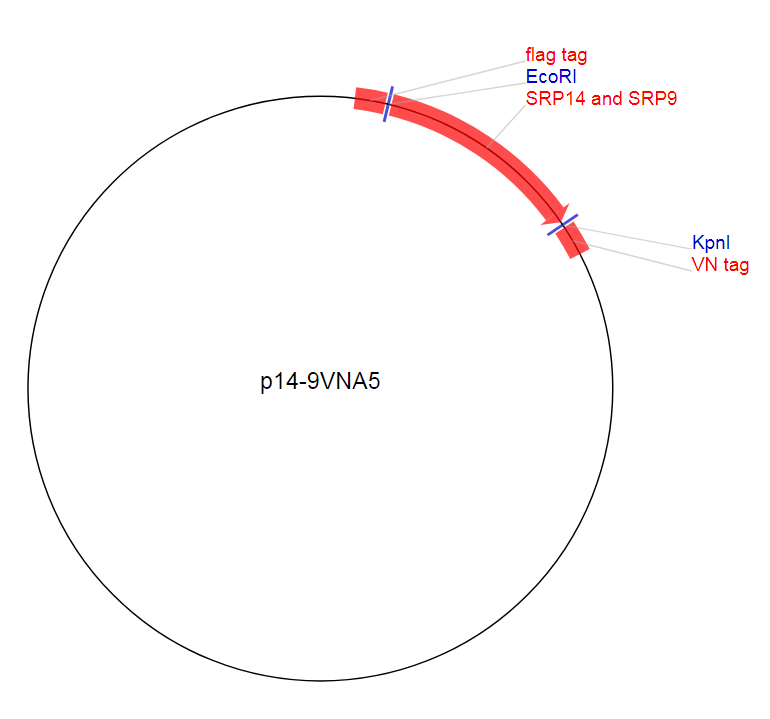 p14-9VNA5质粒图谱