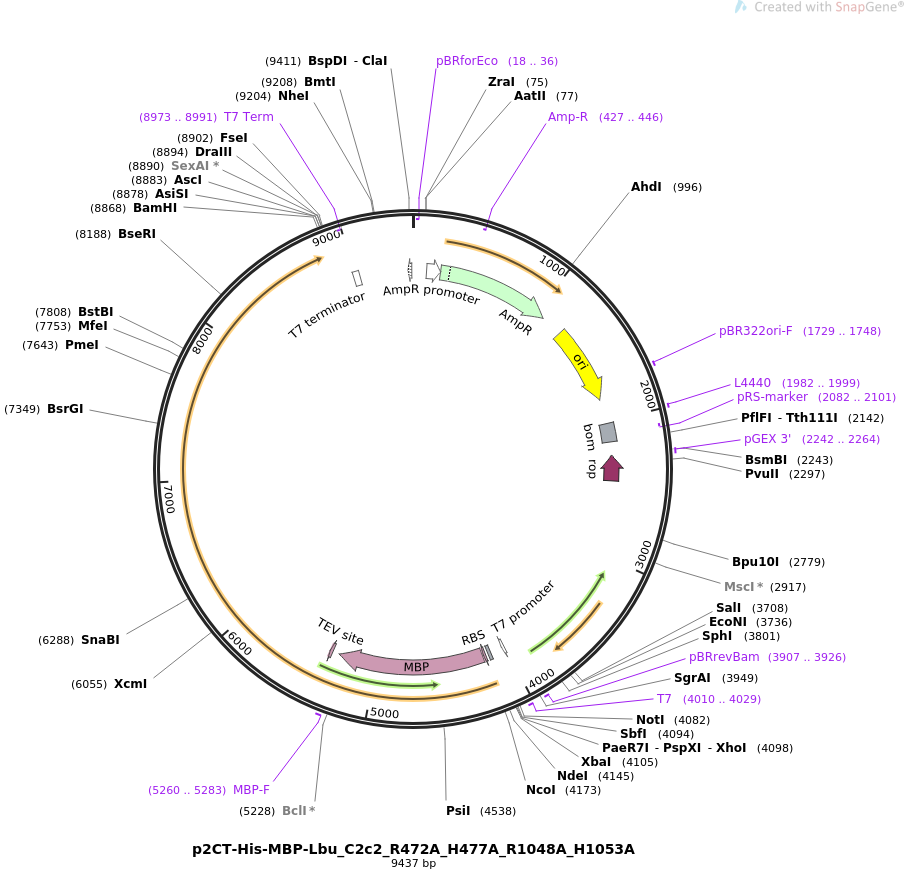 p2CT-His-MBP-Lbu_C2c2_R472A_H477A_R1048A_H1053A质粒图谱