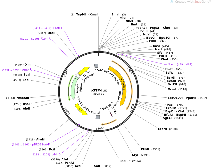 p3TP-lux质粒图谱