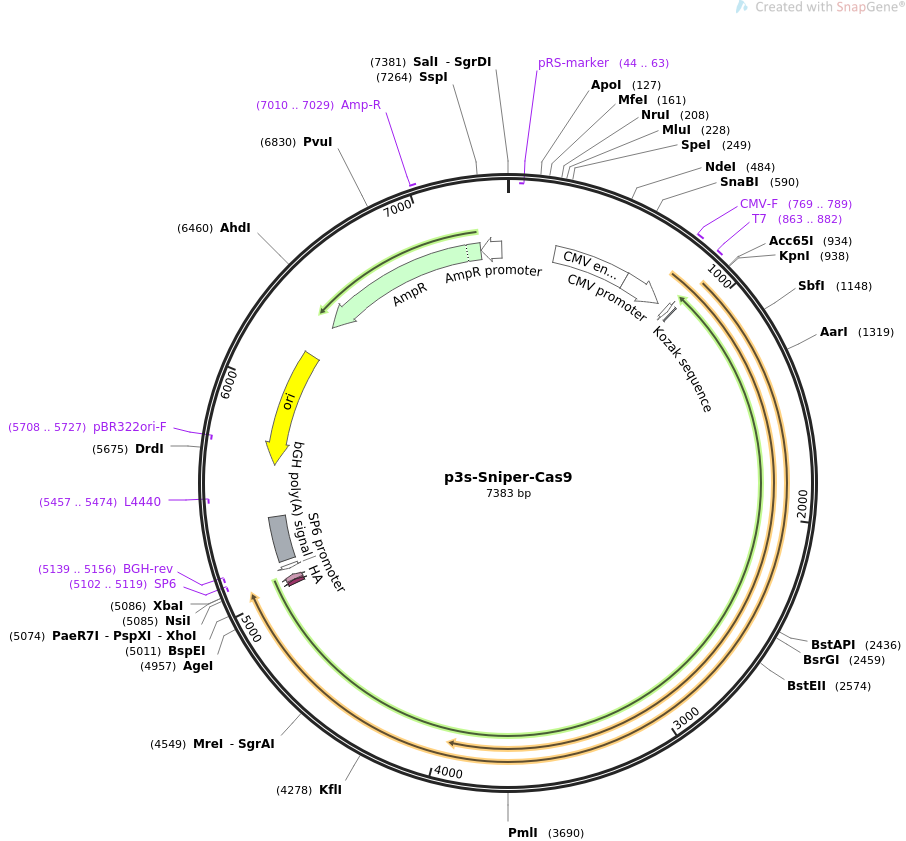 p3s-Sniper-Cas9质粒图谱