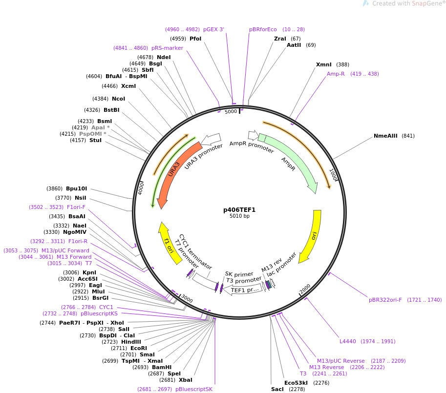 p406TEF1质粒图谱