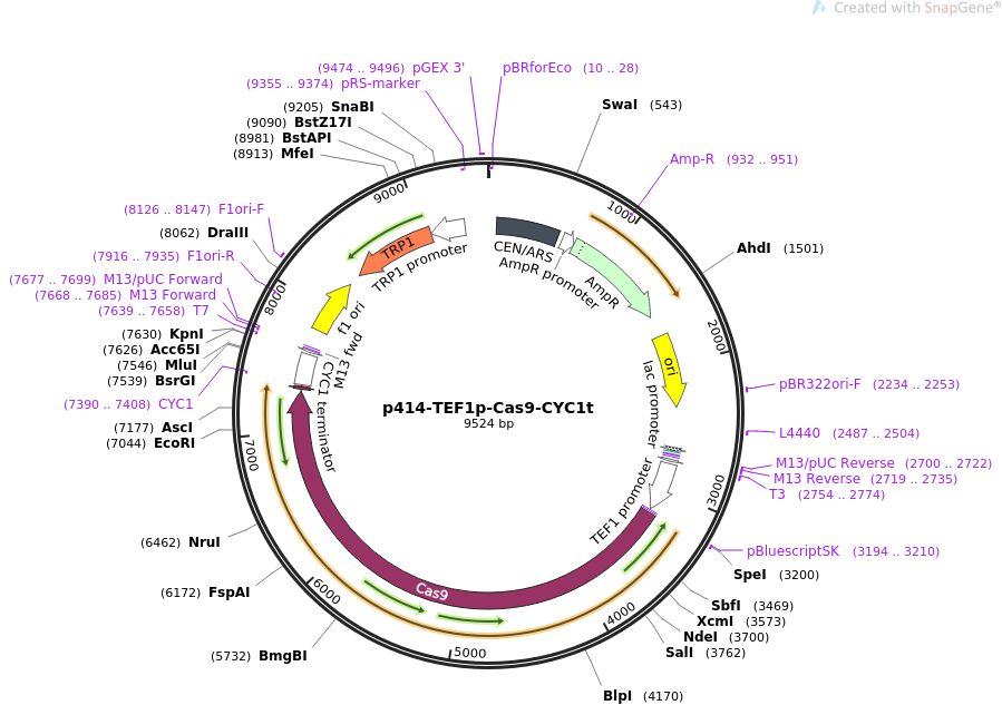 p414-TEF1p-Cas9-CYC1t质粒图谱
