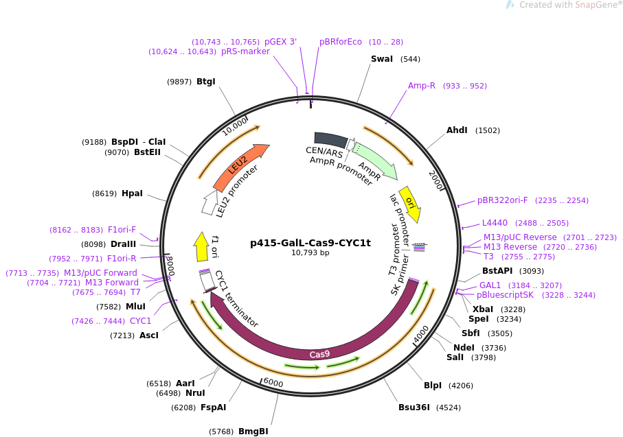 p415-GalL-Cas9-CYC1t质粒图谱